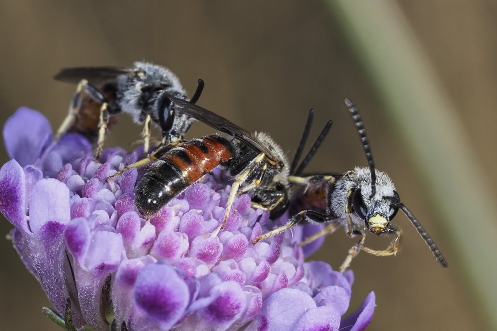 Apidae Halictinae: cfr. Lasioglossum albipes