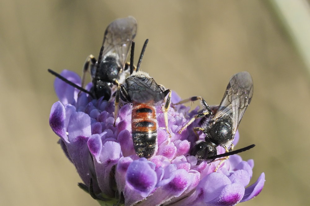 Apidae Halictinae: cfr. Lasioglossum albipes