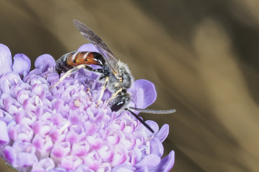 Apidae Halictinae: cfr. Lasioglossum albipes