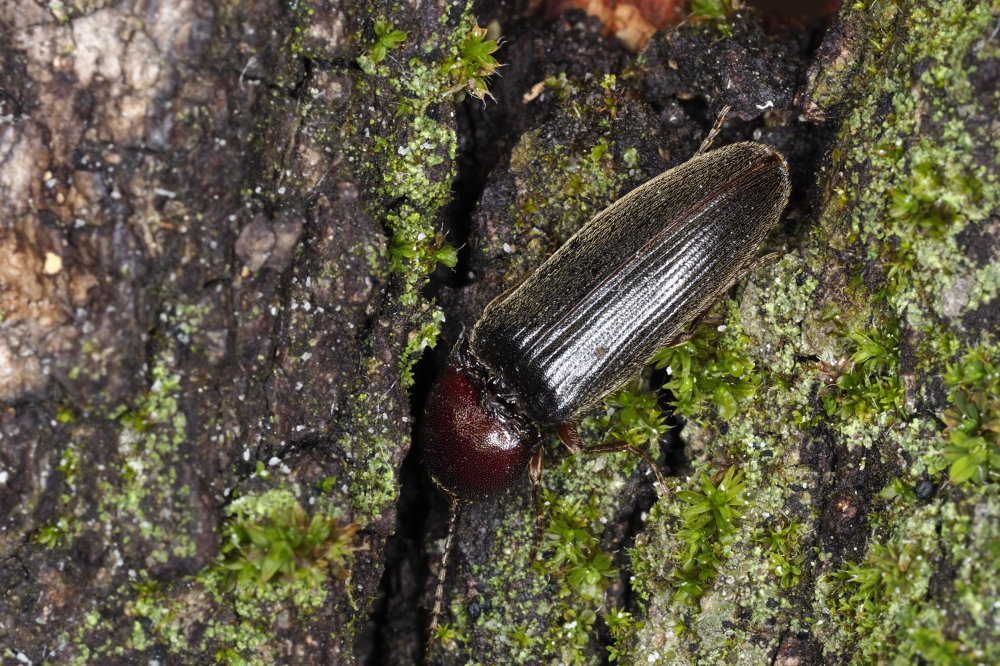 Elateridae: Melanotus dichrous (cf.)