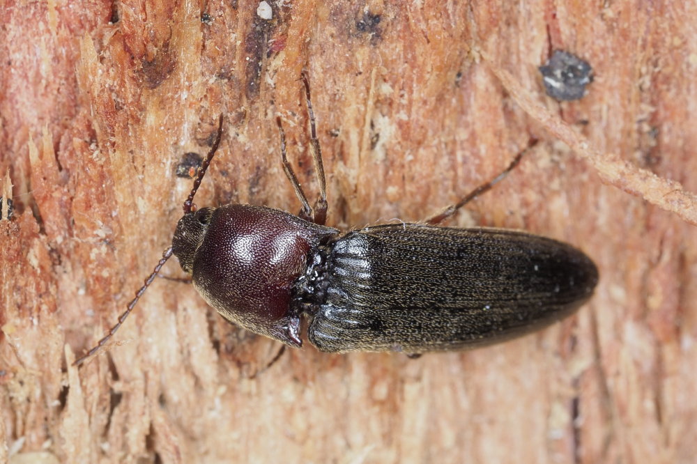 Elateridae: Melanotus dichrous (cf.)