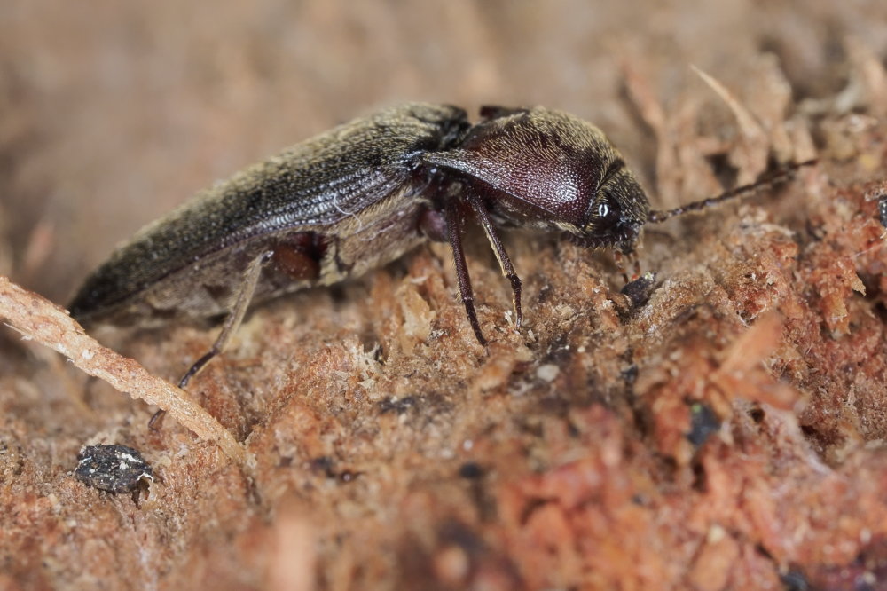 Elateridae: Melanotus dichrous (cf.)