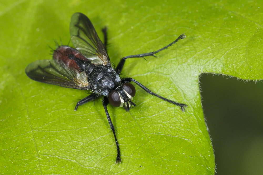 Tachinidae  da identificare