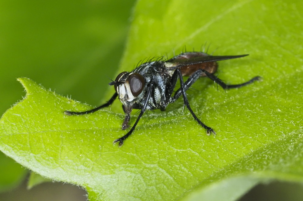 Tachinidae  da identificare