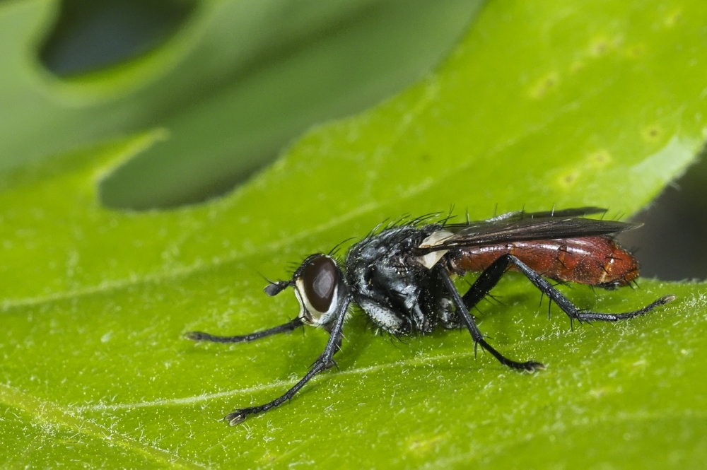 Tachinidae  da identificare