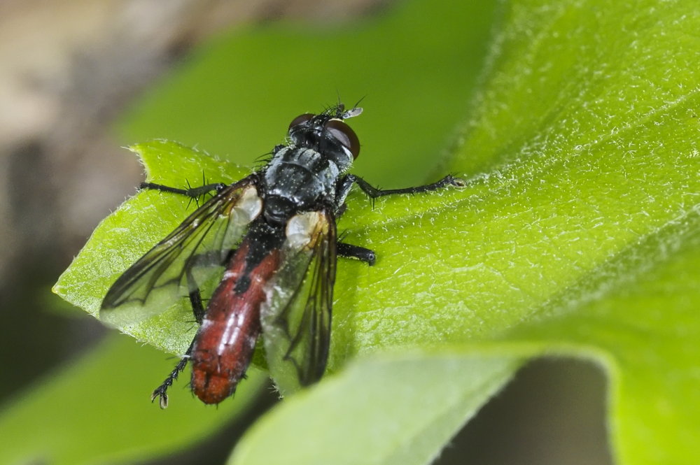 Tachinidae  da identificare