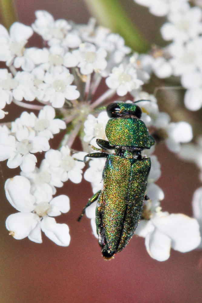 Anthaxia millefolii polychloros, maschio, Buprestidae