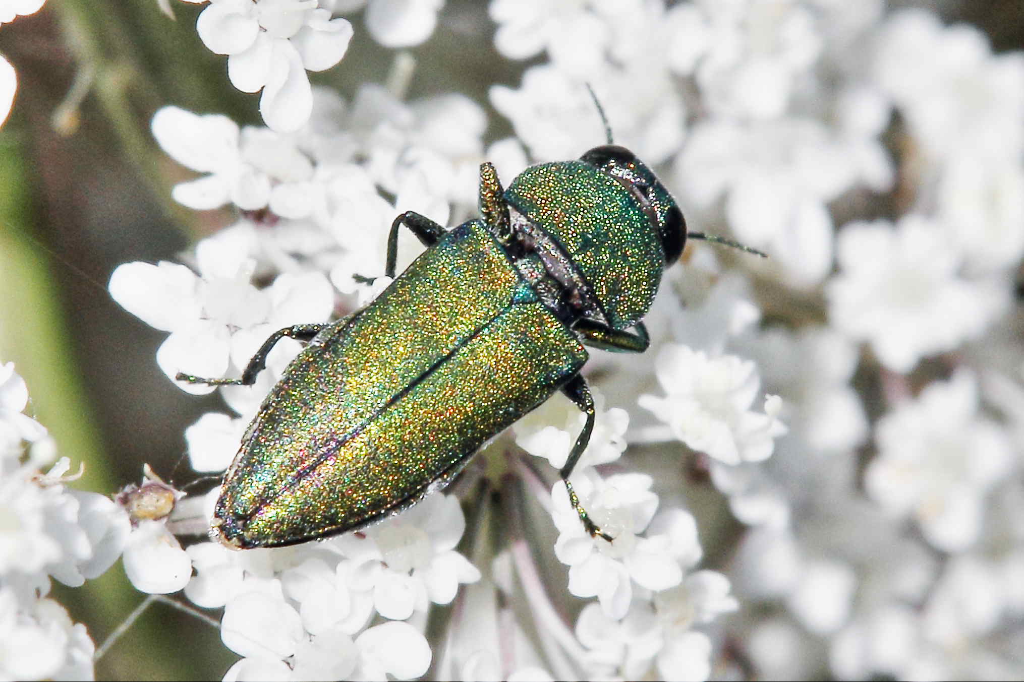 Anthaxia millefolii polychloros, maschio, Buprestidae