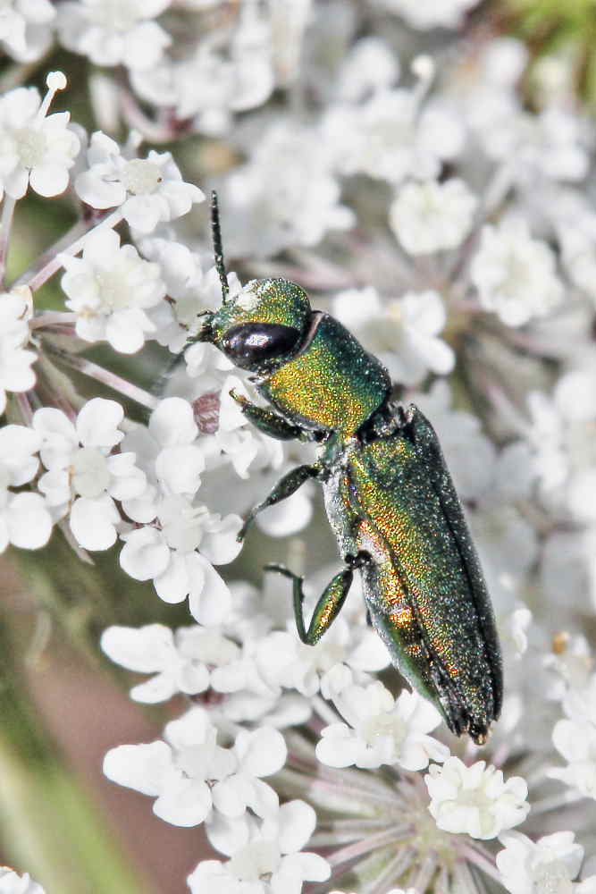 Anthaxia millefolii polychloros, maschio, Buprestidae