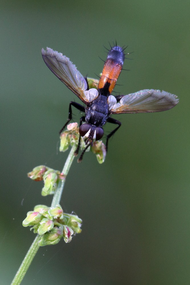 Tachinidae: Cylindromyia sp.