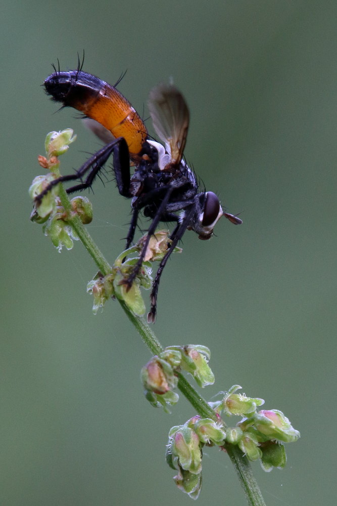 Tachinidae: Cylindromyia sp.