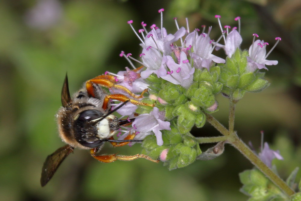 Apidae Megachilinae da identificare:  Anthidium manicatum?