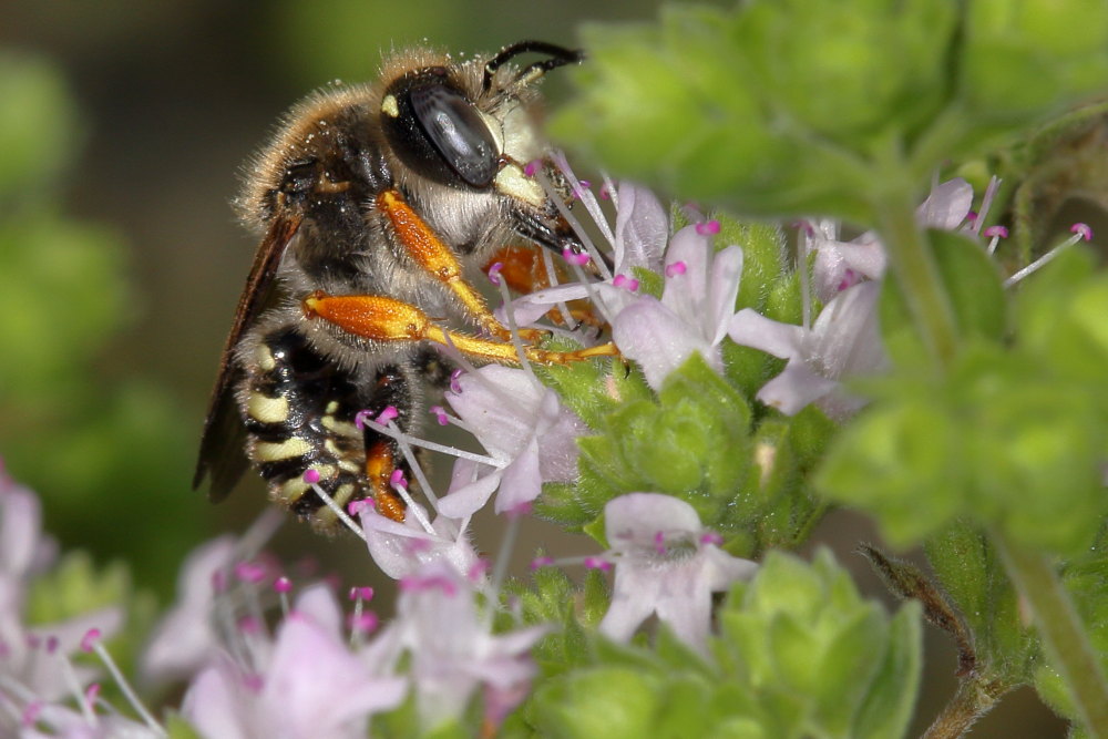 Apidae Megachilinae da identificare:  Anthidium manicatum?