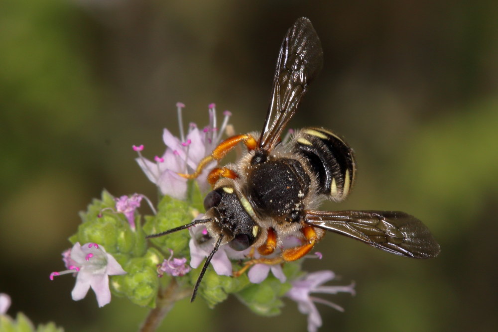 Apidae Megachilinae da identificare:  Anthidium manicatum?