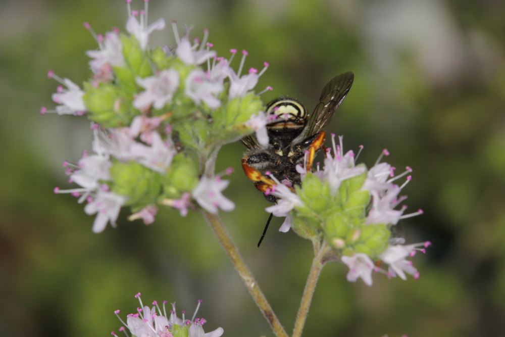 Apidae Megachilinae da identificare:  Anthidium manicatum?