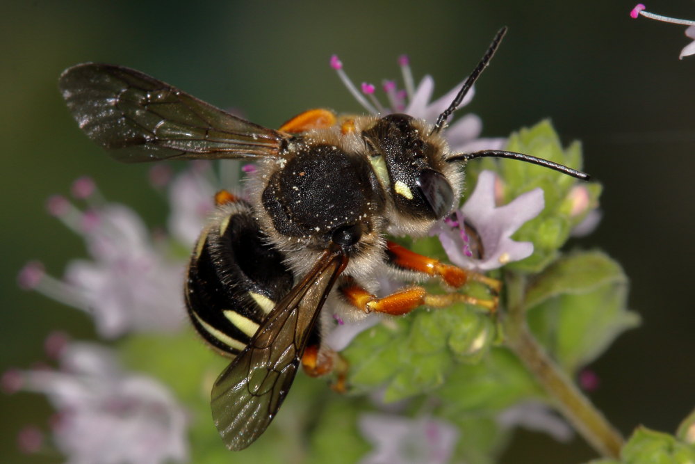 Apidae Megachilinae da identificare:  Anthidium manicatum?