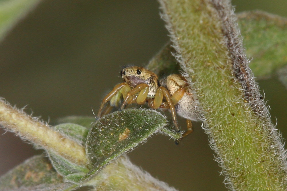 Salticidae da identificare:  Heliophanus tribulosus, femmina - Agugliano (AN)