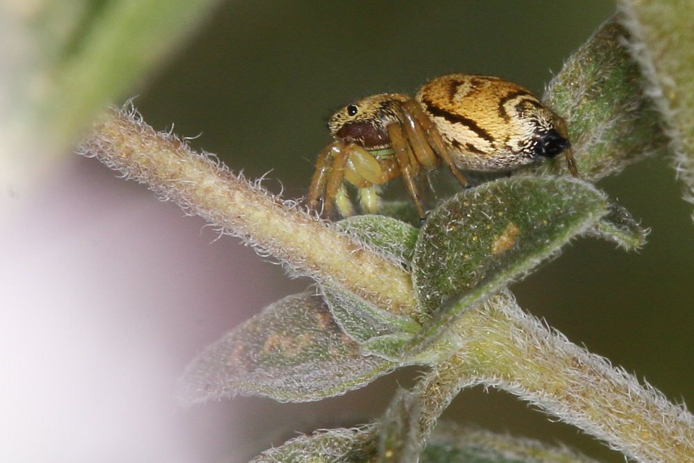 Salticidae da identificare:  Heliophanus tribulosus, femmina - Agugliano (AN)