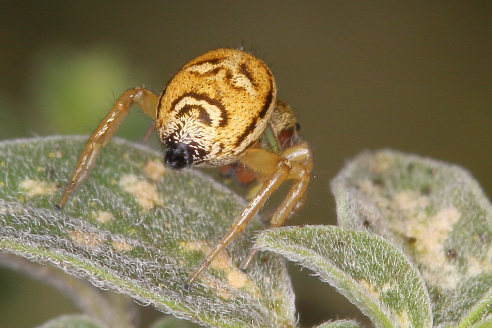 Salticidae da identificare:  Heliophanus tribulosus, femmina - Agugliano (AN)