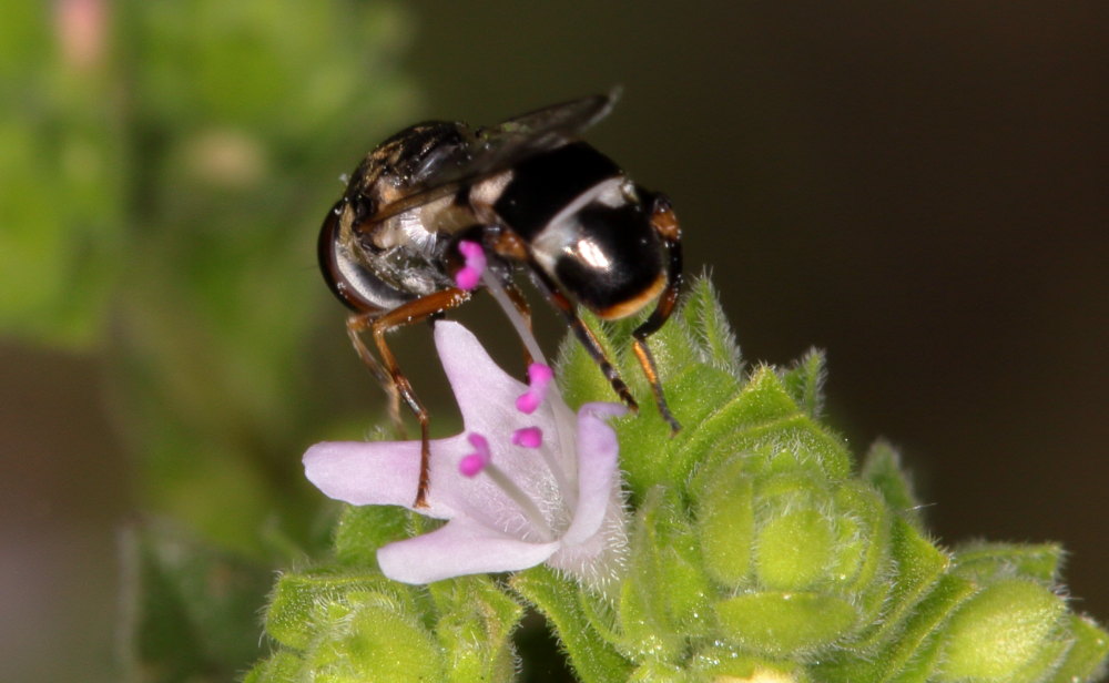 Syrphidae:  Syritta pipiens?   S !