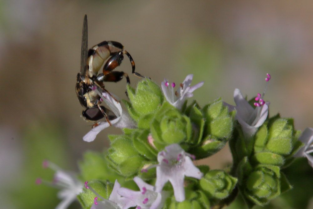 Syrphidae:  Syritta pipiens?   S !