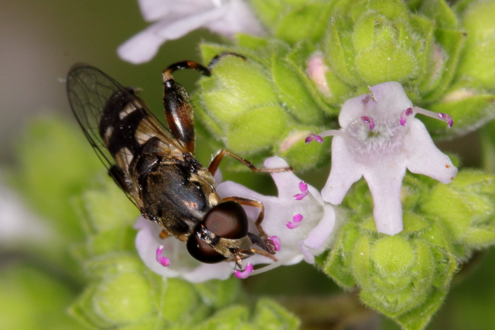 Syrphidae:  Syritta pipiens?   S !