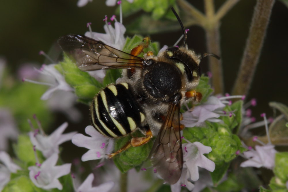 Apidae Megachilinae da identificare:  Anthidium manicatum?