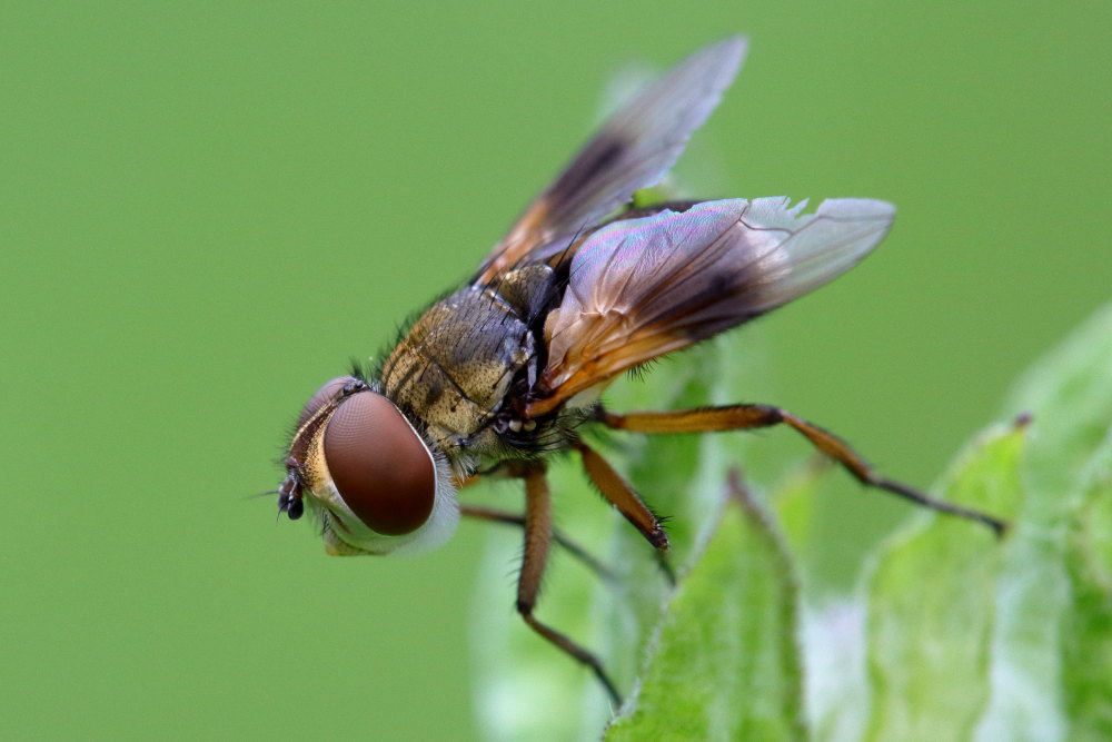 Tachinidae:   Femmina di E. crassipennis