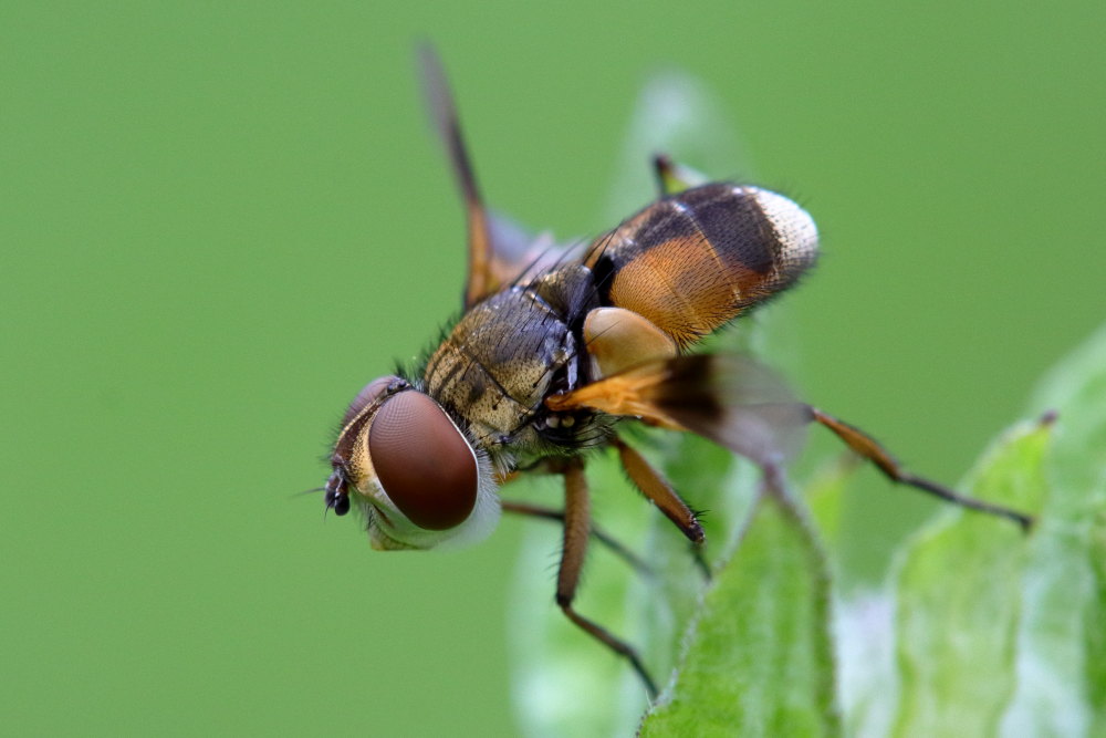 Tachinidae:   Femmina di E. crassipennis