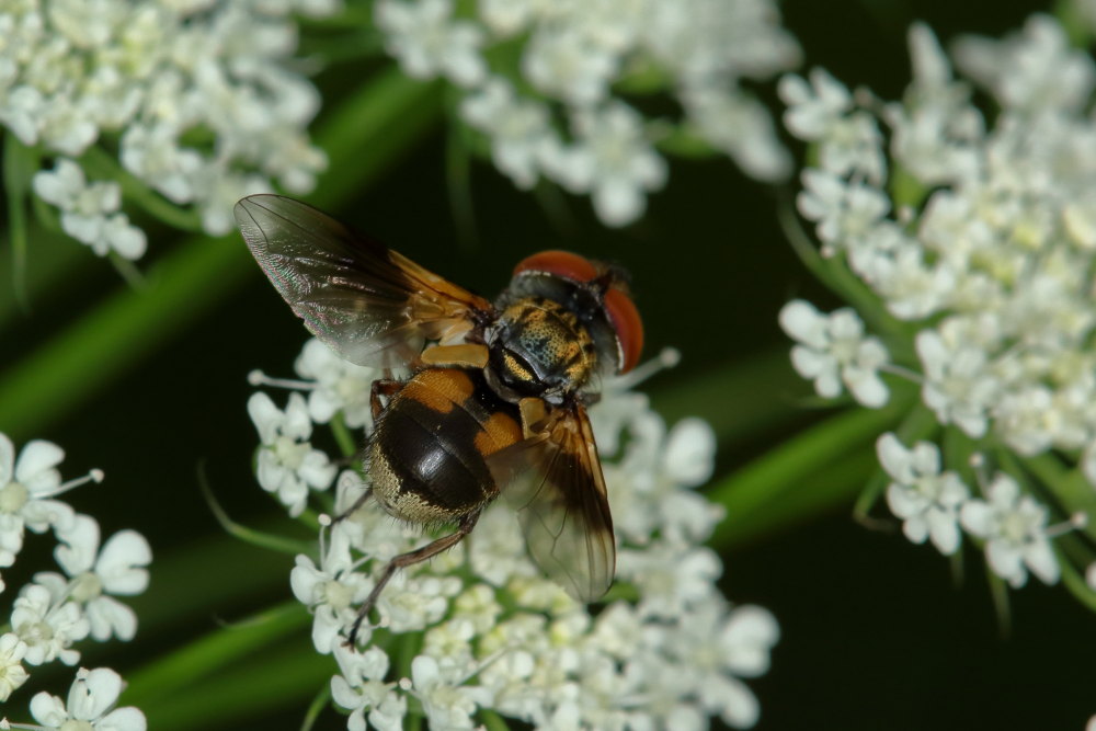 Tachinidae:   Femmina di E. crassipennis