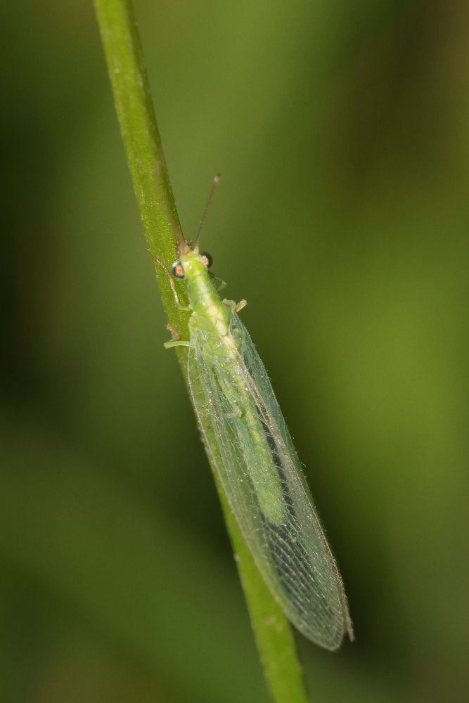 Chrysoperla cfr. lucasina