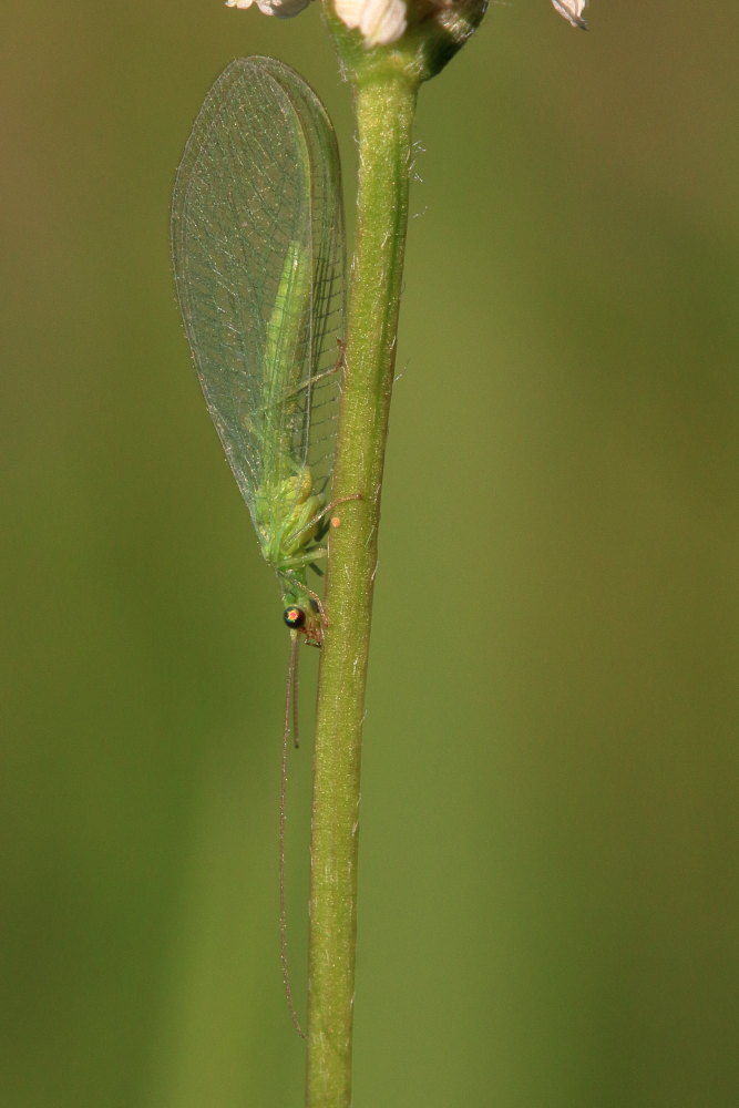 Chrysoperla cfr. lucasina