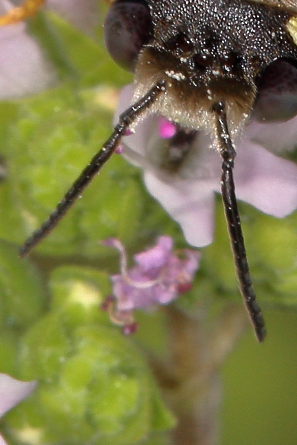 Apidae Megachilinae da identificare:  Anthidium manicatum?