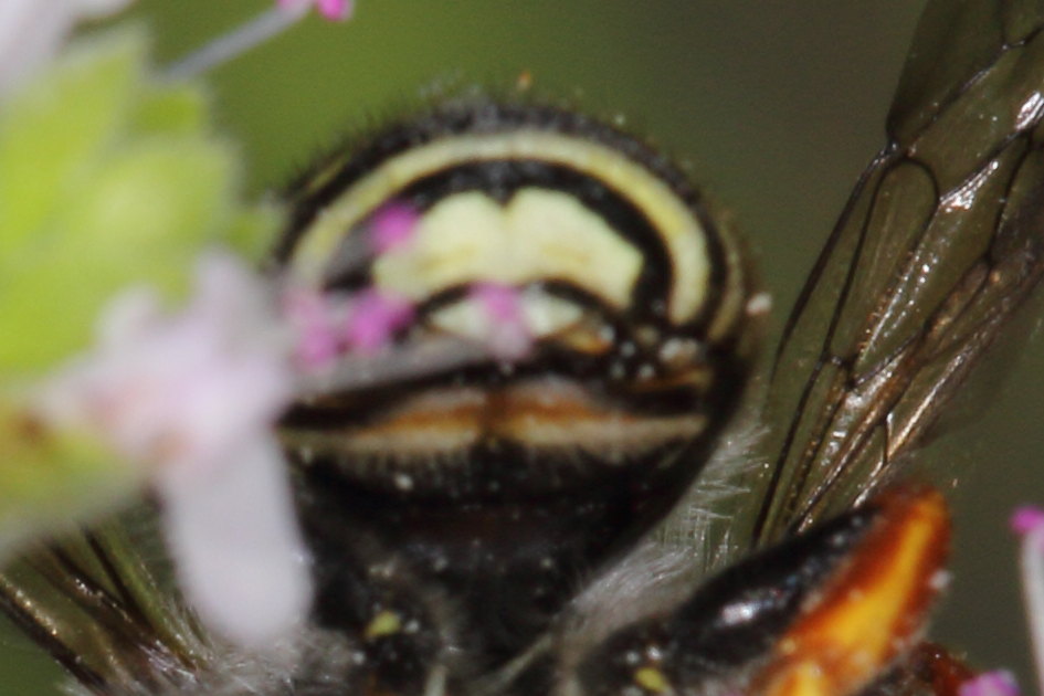 Apidae Megachilinae da identificare:  Anthidium manicatum?