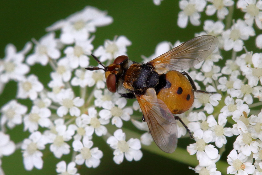 Tachinidae da identificare 3: Gymnosoma sp.