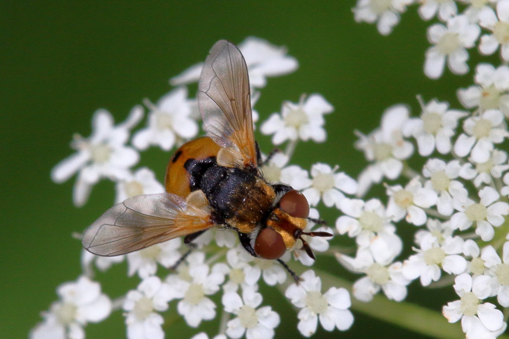 Tachinidae da identificare 3: Gymnosoma sp.