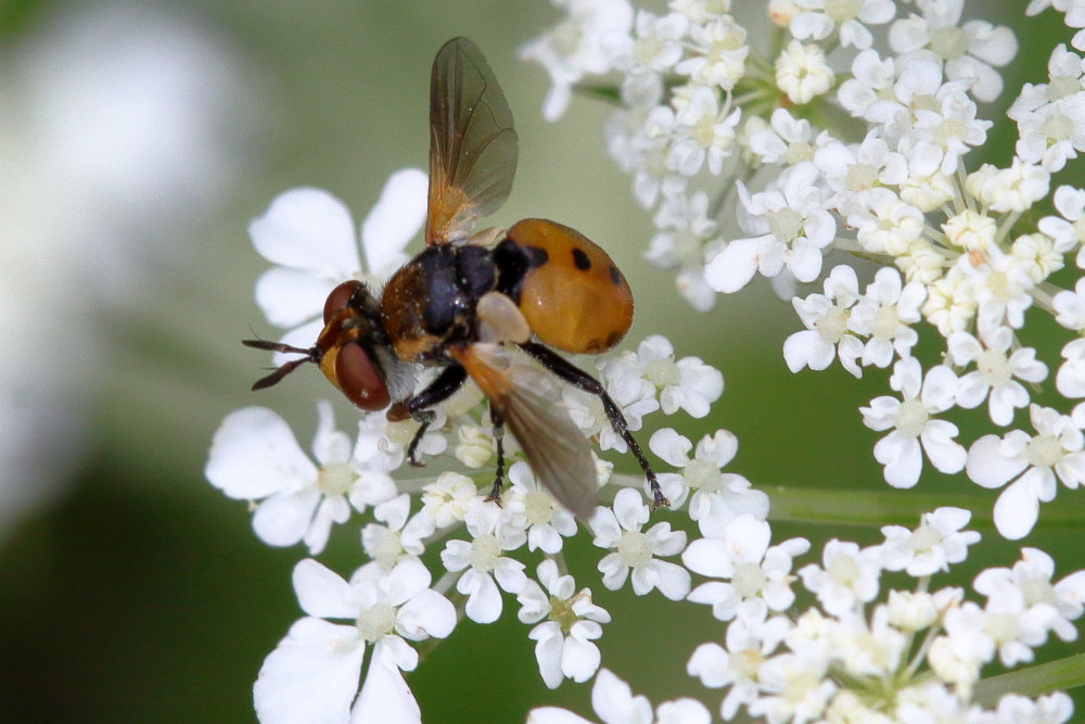 Tachinidae da identificare 3: Gymnosoma sp.