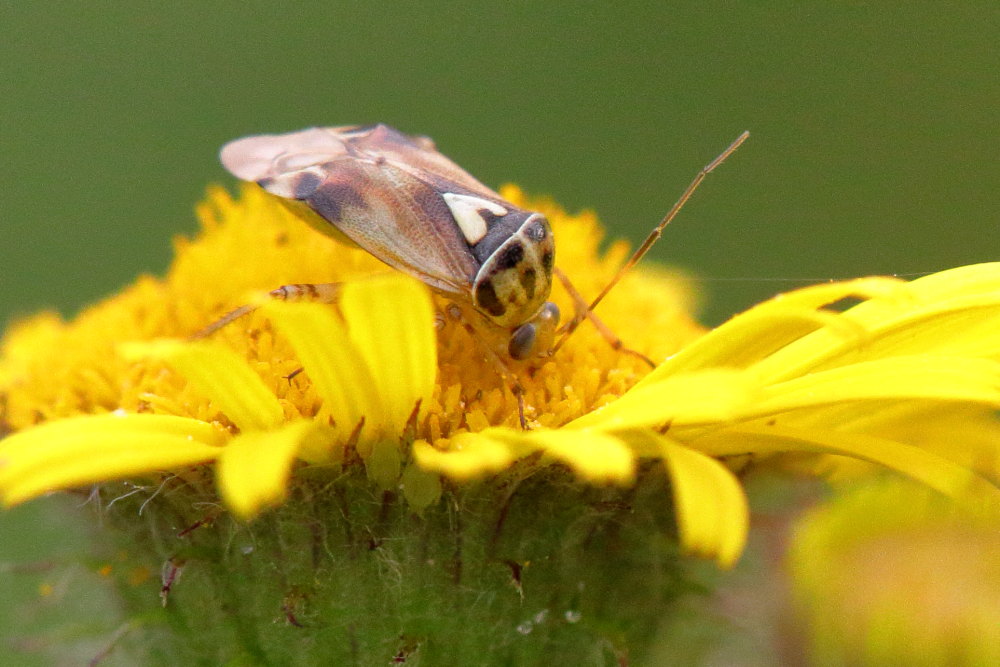 Miridae: Lygus pratensis