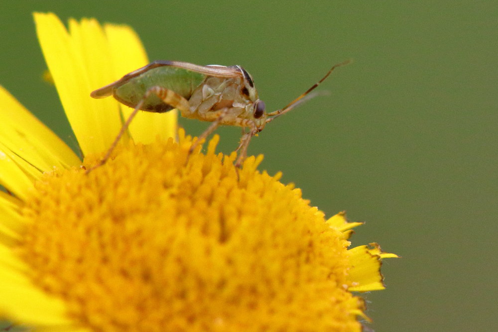 Miridae: Lygus pratensis