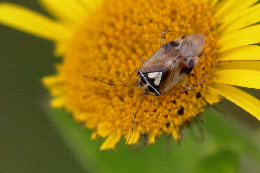 Miridae: Lygus pratensis