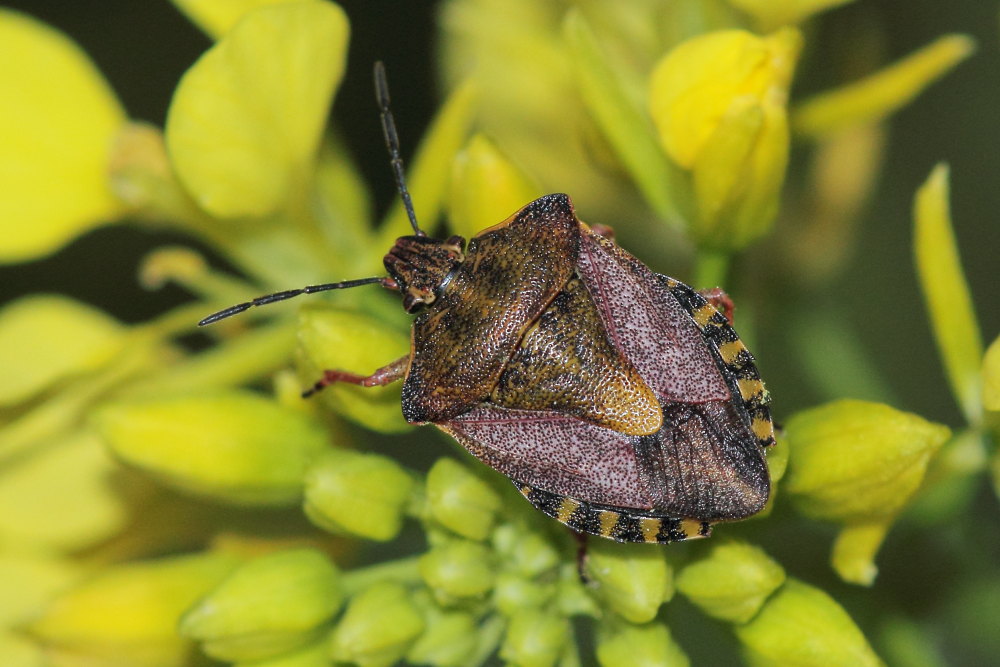 Carpocoris mediterraneus? s