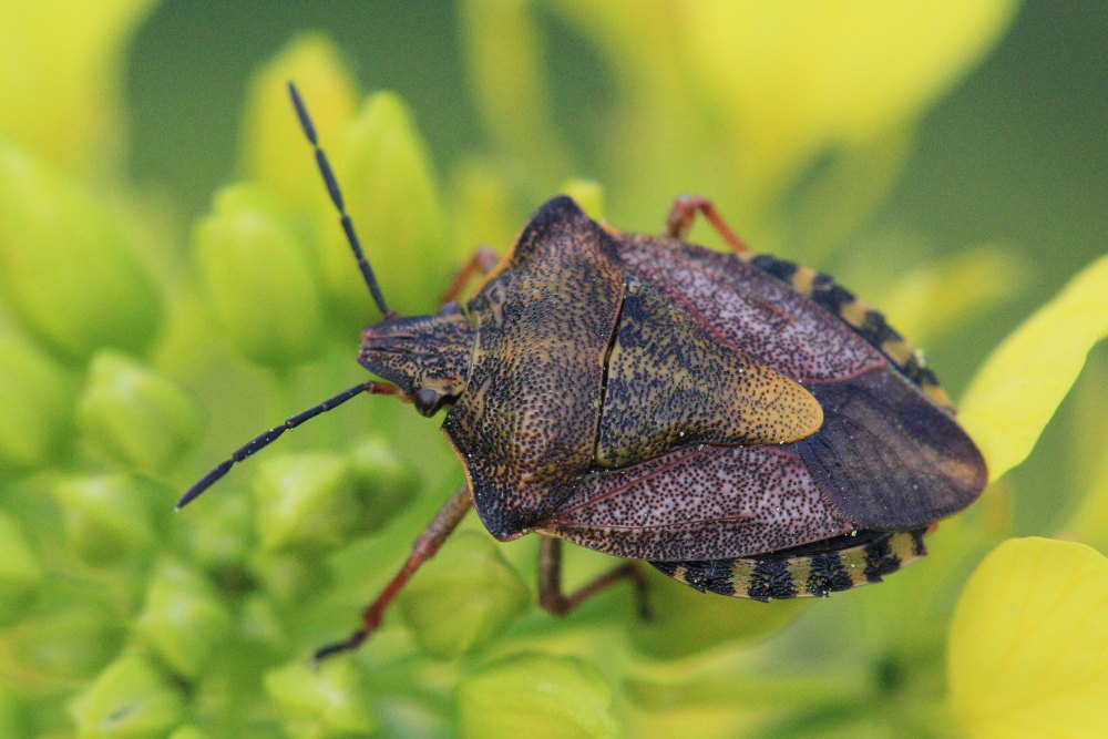 Carpocoris mediterraneus? s