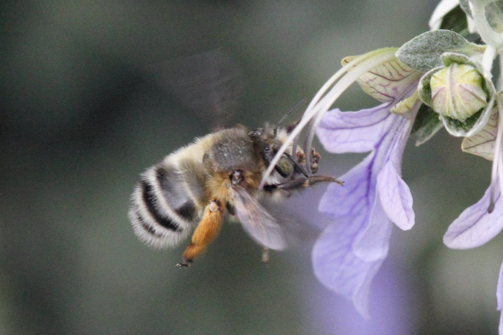 Apidae Anthophorinae:  cfr. Anthophora plumipes