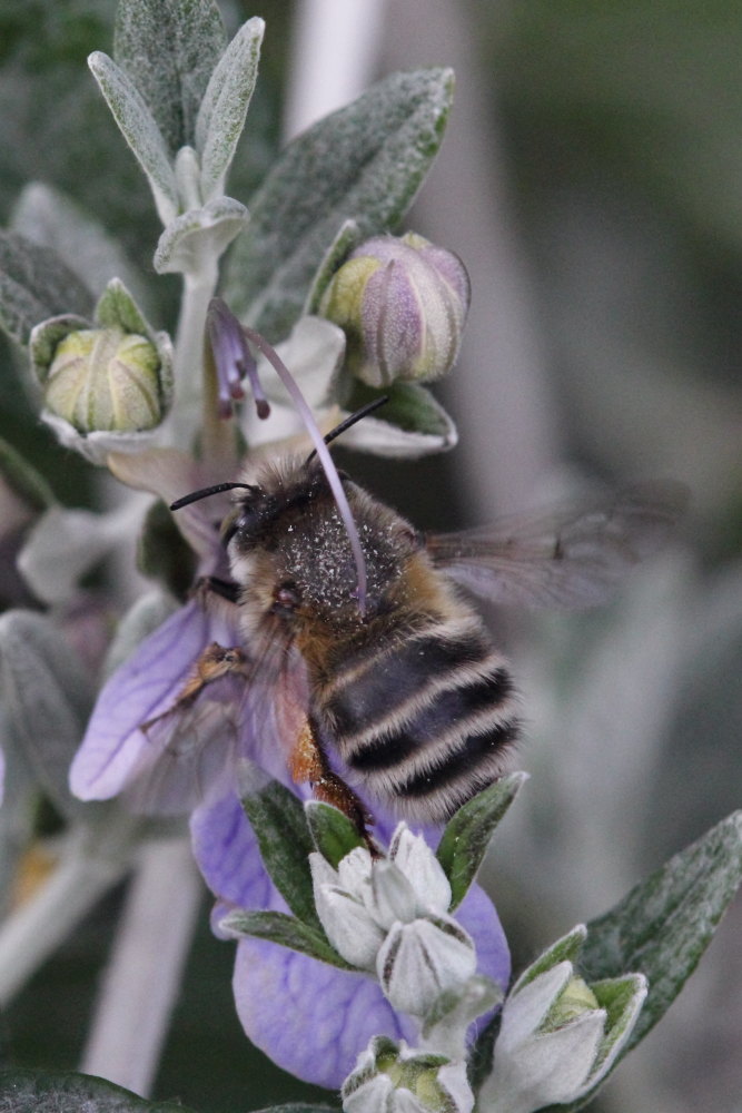 Apidae Anthophorinae:  cfr. Anthophora plumipes