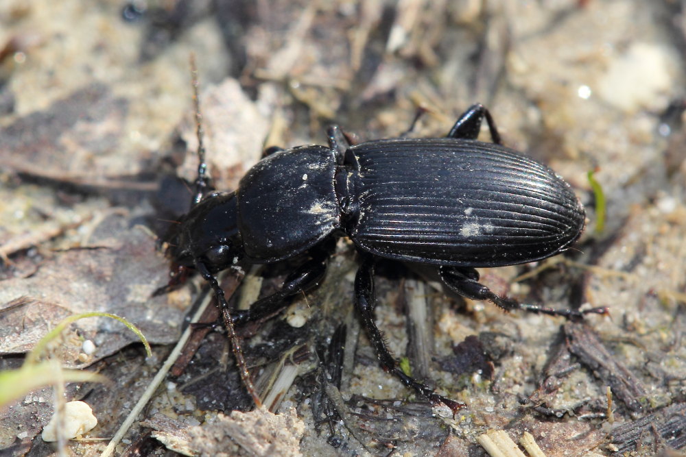 Carabidae da identificare