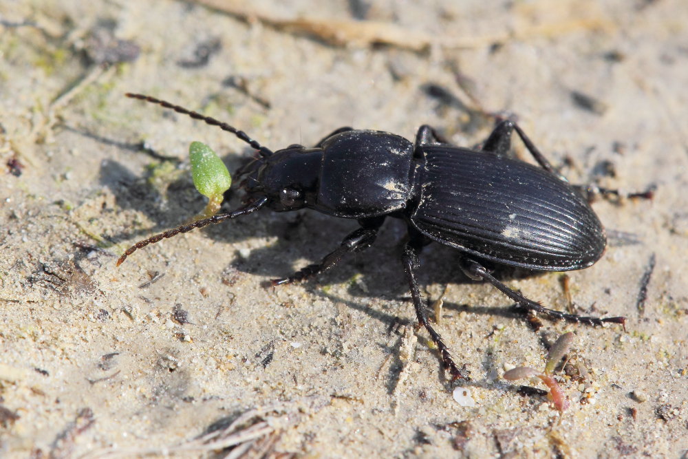 Carabidae da identificare