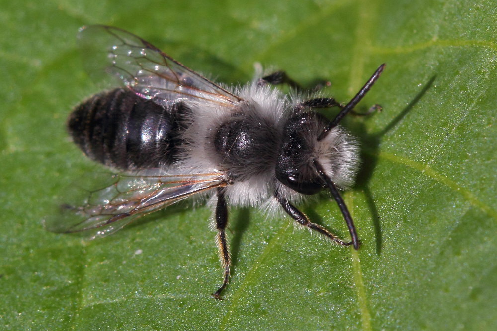 Andrena?