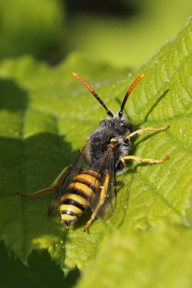 Nomada sp.