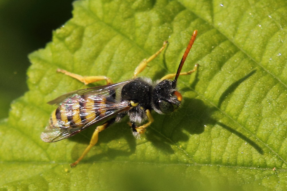 Nomada sp.