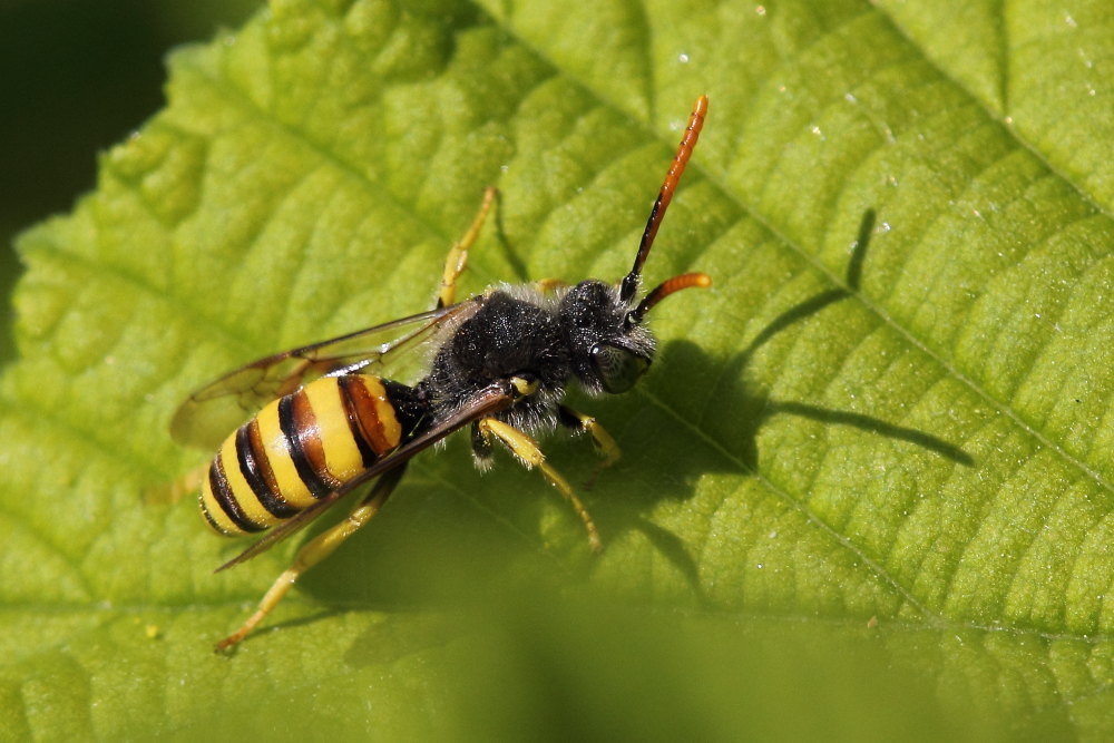 Nomada sp.